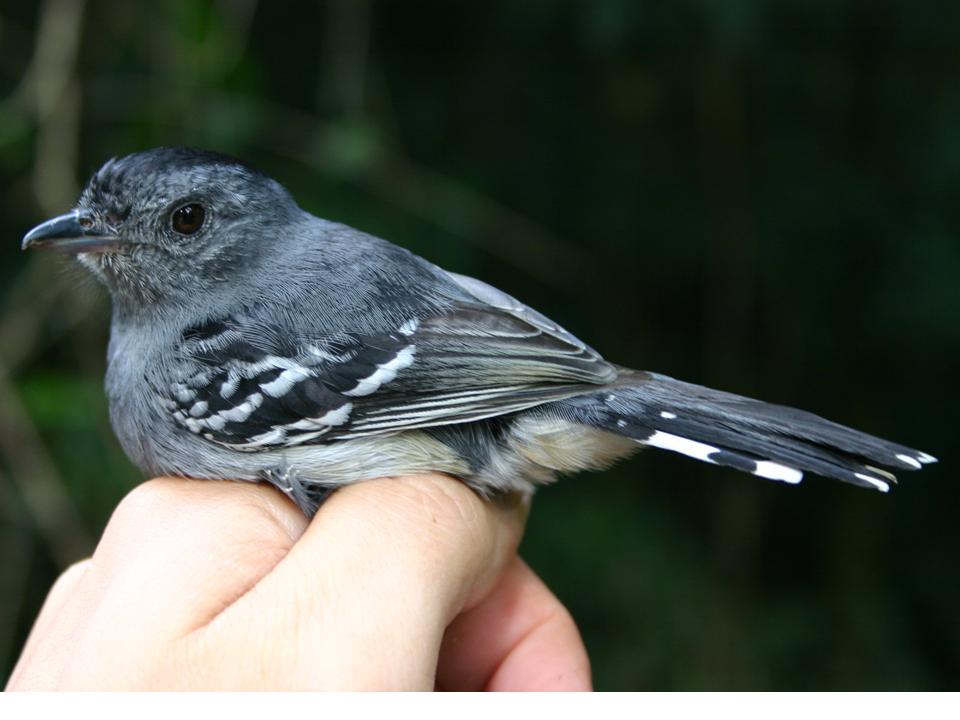 FIGURE 1 FIGURE 1